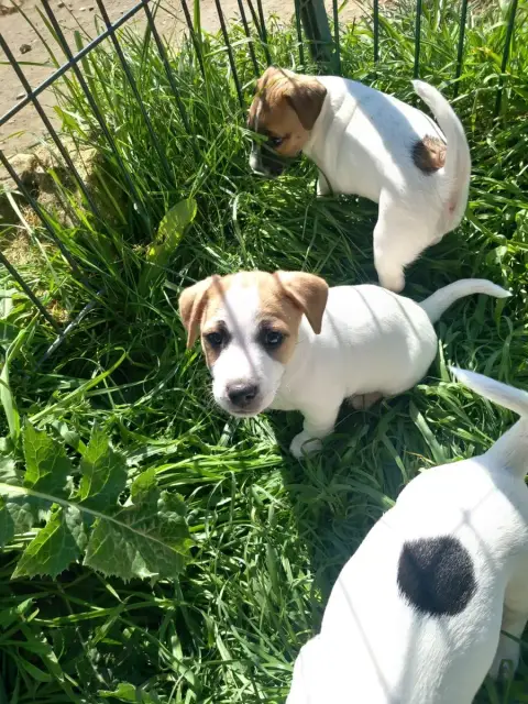 Jack Russell Terrier  Béhémoth De La Poirodiere