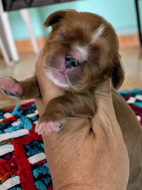 Cavalier King Charles Spaniel 
                       81190