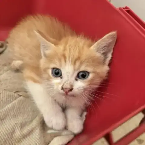 Chat Banjo À La Réservation