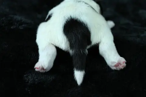Parson Russell Terrier 
                        Bosco 0806d photo 3