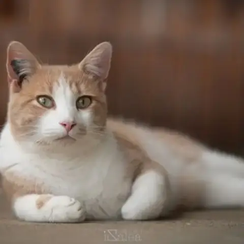 Tibisous Roux Et Blanc