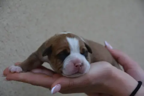 Bulldog Continental  Chiot 4 Du Haut De La Girauderie bd601