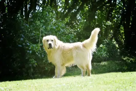 Golden Retriever  Mr Vert Vaccae photo 2