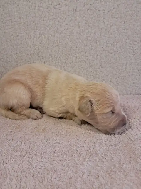 Golden Retriever  Balko Du Royaume D Helfy Du Royaume 69bf3