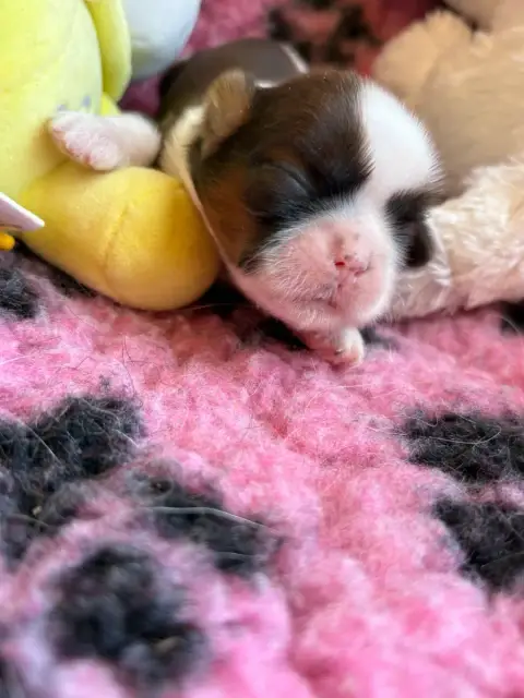 Shih Tzu