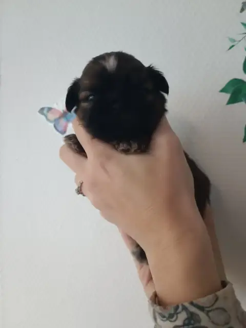 Shih Tzu  Chiot 3 Du Paradis Bleu Indigo