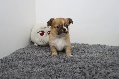 Chihuahua  Poil Long Fauve De La Grande Equinoxe photo 2