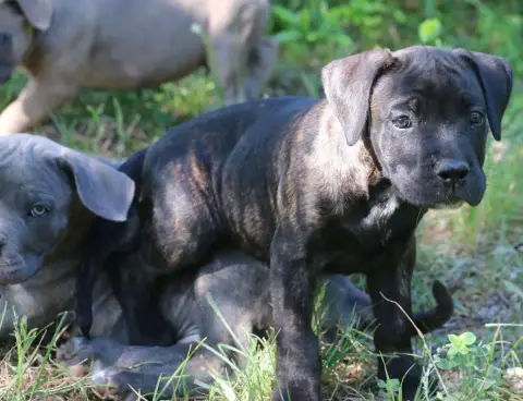 Cane Corso  Bebop Dei Protettori Della Corona photo 3