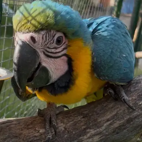 Ara Ararauna