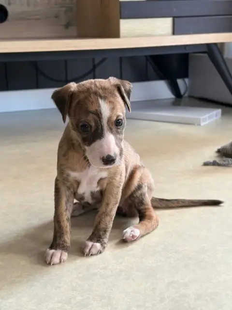 Adopter Whippet 
                        Chiot N°6 Des Soft M 8fde2
