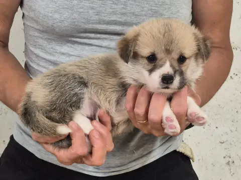 Welsh Corgi Pembroke  B... De Paline