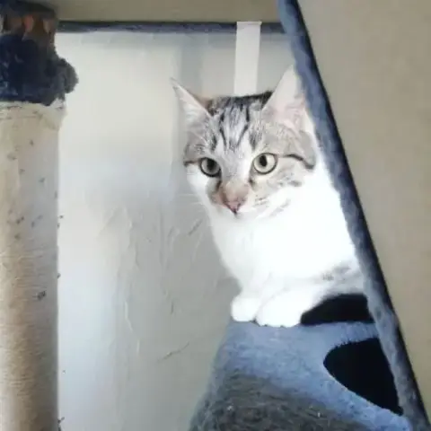 Zoé À L'Adoption