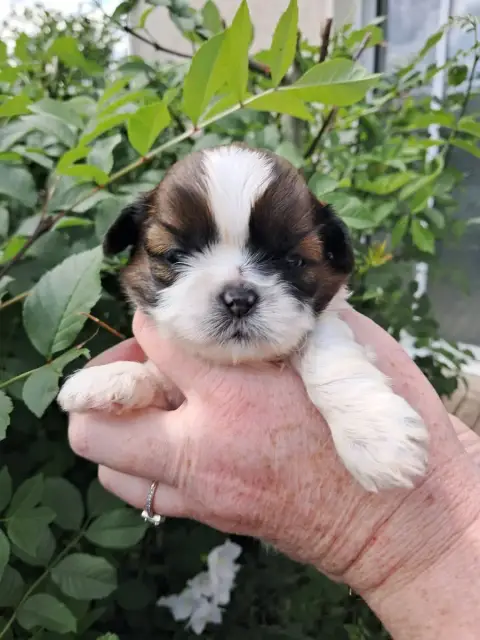 Shih Tzu  Brownie Soclemax