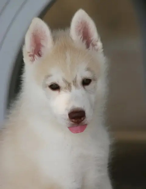 Siberian Husky 
                        Chiot 2 Of No a8e63 photo 2