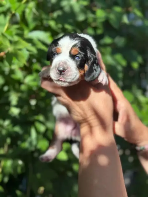 Basset Hound  Bessy Collier Orange Tricolore Du Berce 8727d photo 2