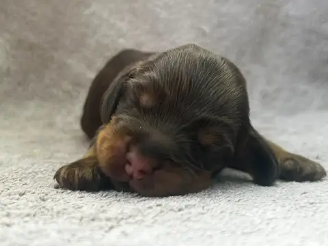 Cocker Spaniel Anglais  Collier Jaune -