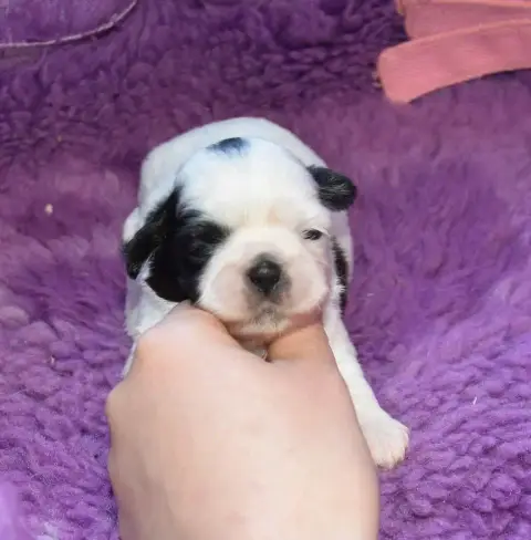 Shih Tzu  Chiot 3 B................ De La Maison Du R 0ddee