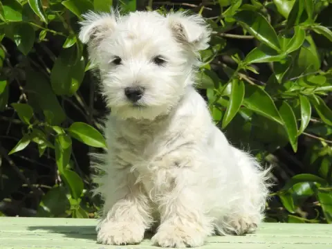 West Highland White Terrier  Chiot 5 Du Clos De La Ma 1eb75