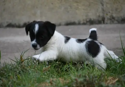 Jack Russell Terrier  Bolero Des Gerveilles photo 2