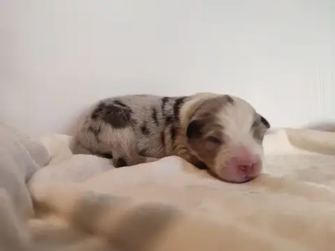 Berger Australien 
                        Mâle 4 Ble 12fc7