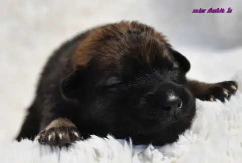 Eurasier  Chiot 1 Des Legendes De Retz photo 3