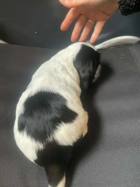 Cocker Spaniel Anglais  Chiot N°6 Des Joyaux Du Petit 6ee7a photo 3
