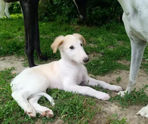 Barzoi  Boheme photo 2