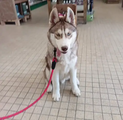 Siberian Husky  Akaï L'Ame Sauvage photo 2
