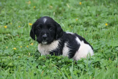 English Springer Spaniel  Chiot N°5 Brush Master