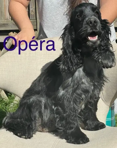 Cocker Spaniel Anglais  Chiot 5 De La Légende D'Asgot fbd20 photo 3