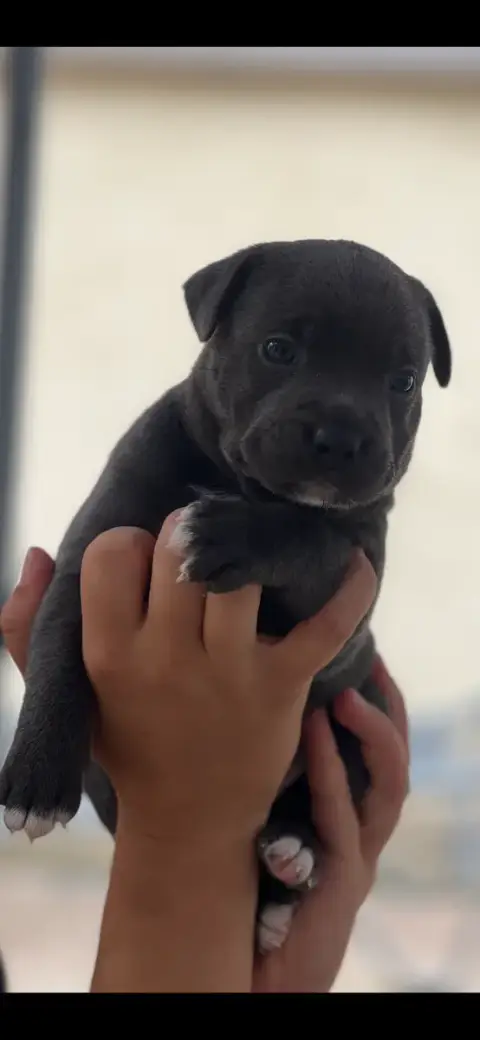 Staffordshire Bull Terrier 
                        B d2d42