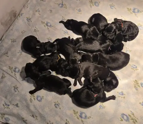 Labrador Retriever  Chiot 11 D'Aspe & D'Ossau