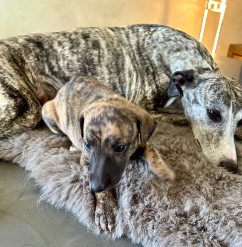 Whippet  Chiot N°2 Du Domaine Le Haut Blanc Mesnil photo 2