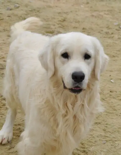 Golden Retriever  Biscotte Des Douceurs De Plume photo 3
