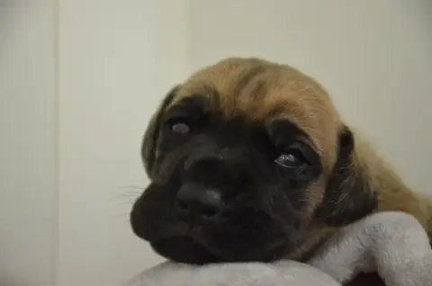Dogue Allemand  Byanka Des Zamours De Caux