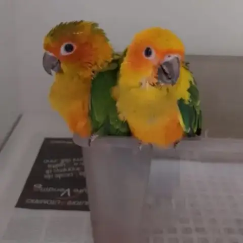 Conures Soleil Elévés A Main