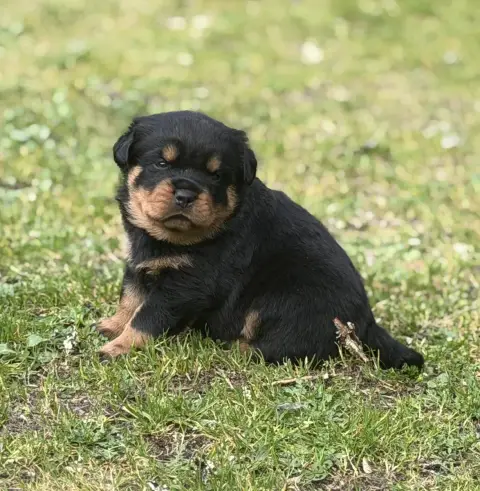 Rottweiler  Chiot N°3 Du Clos De La Citadelle