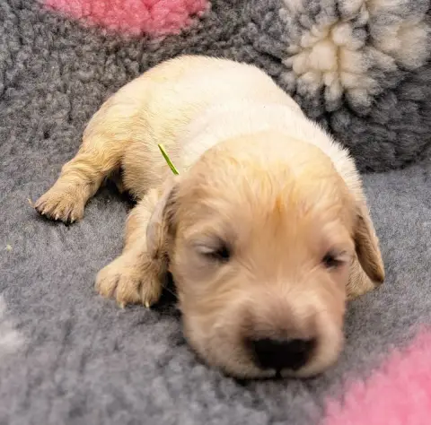 Golden Retriever  Bolt photo 2