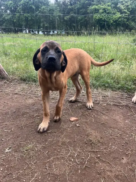 Mastiff  Baya