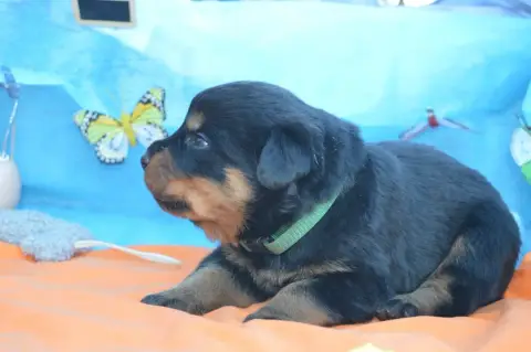 Rottweiler  Collier Vert Foncé Des Gardiens De Feu photo 3