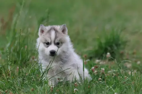 Siberian Husky  Chiot N°3 De Daybreak Northern photo 2