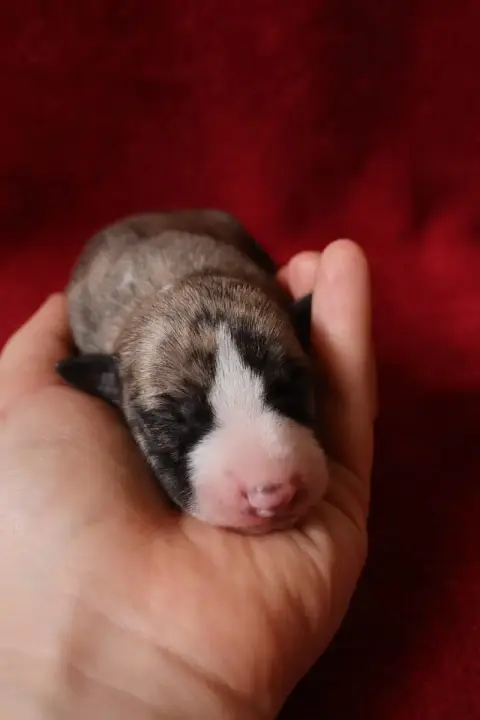 Whippet  Chiot N°4 Dear Sweety