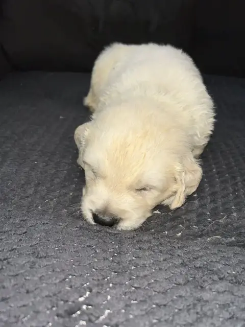 Golden Retriever  Violette