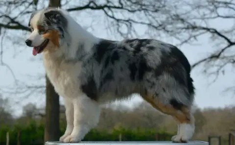 Berger Australien  Chiot N°1 Du Rêve De Shanizo Lo photo 2