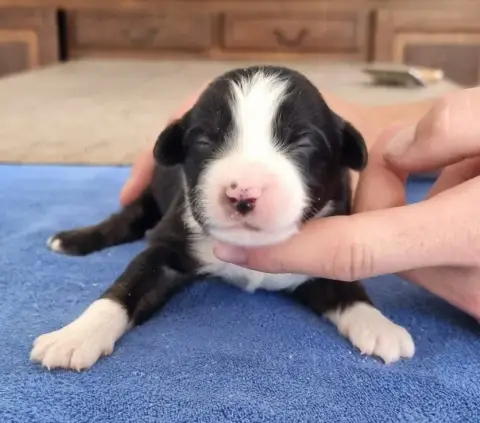 Berger Américain Miniature  Chiot N°1 Des Hirondelles a5590 photo 3