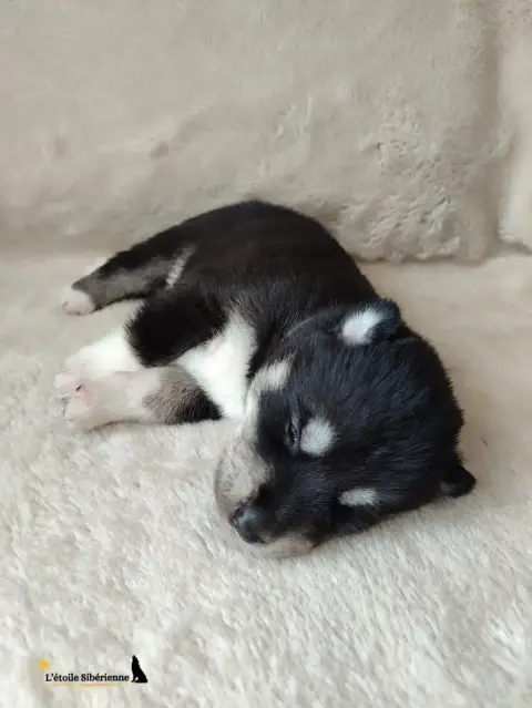 Siberian Husky  Collier Gris De L'Étoile Sibérienne 700fe
