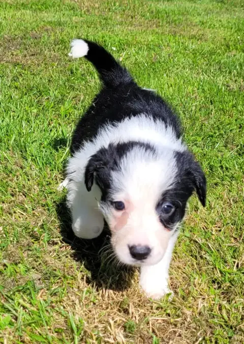 Border Collie photo 3