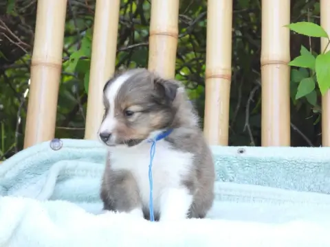 Shetland Sheepdog  Chiot N°2 Du Sapin Vert