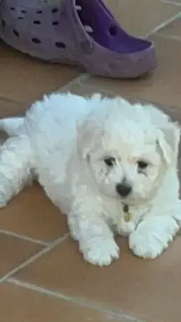 Adopter Bichon Frise  Bonsaï Du Royaume Des Joyeux Tenerife D e0dd2