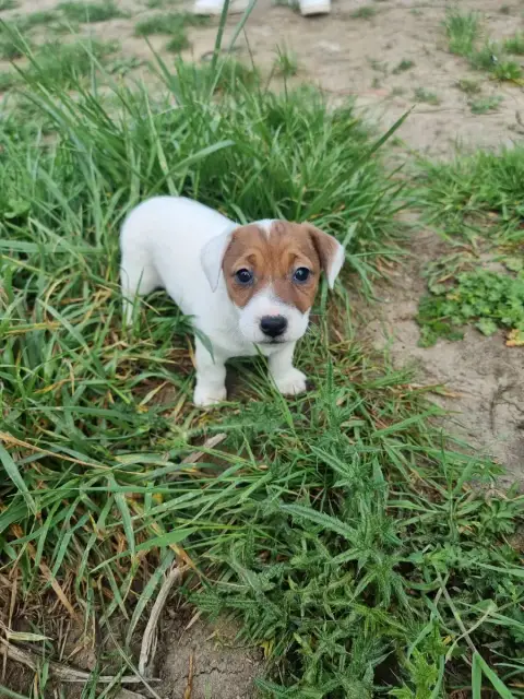 Jack Russell Terrier  Bianca La Seigneurie Du Domaine 6e352